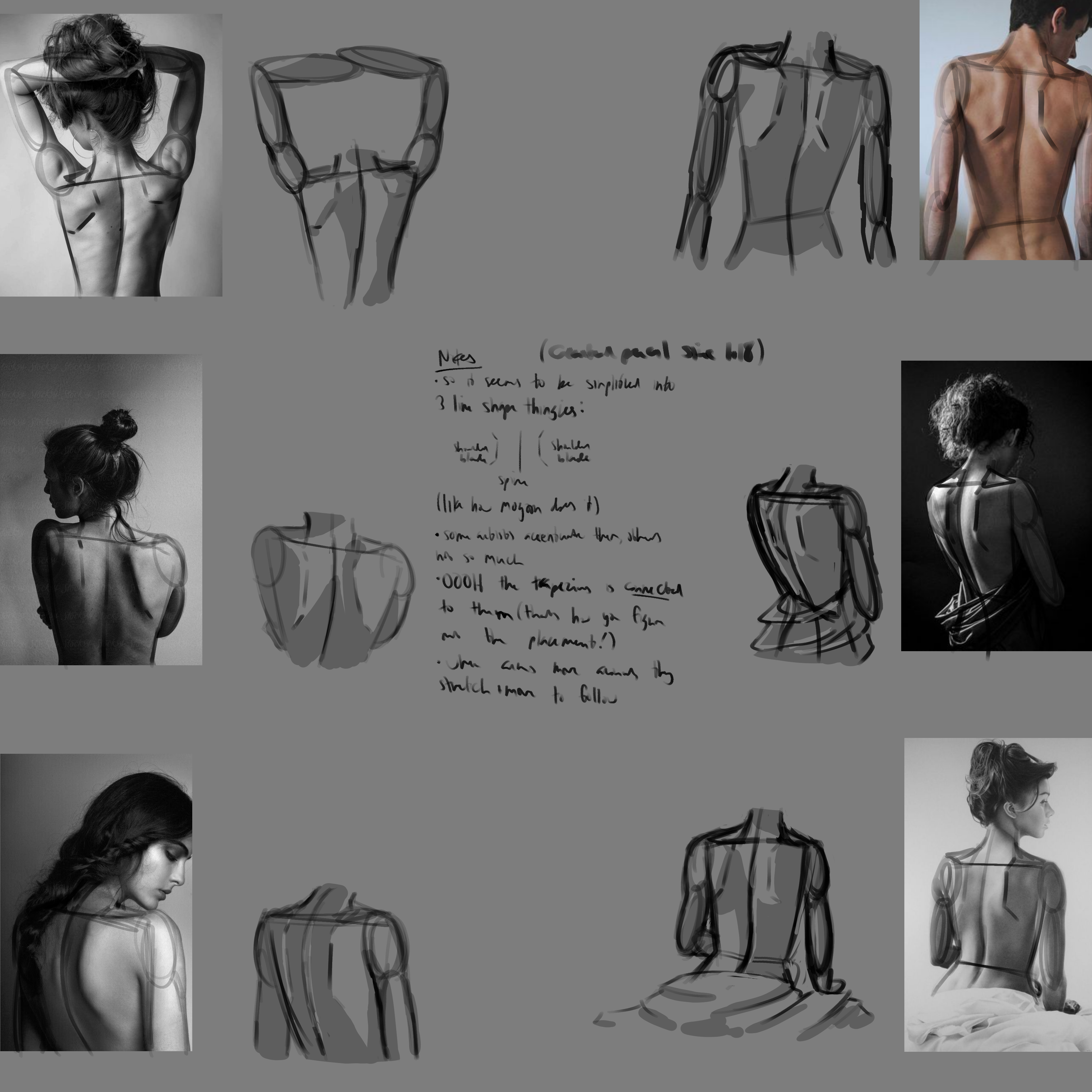 a study on simplified shoulder blades